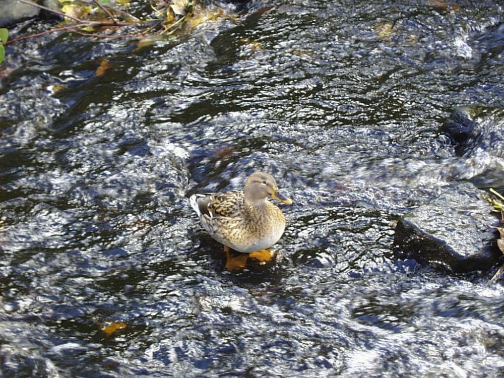 Ducking & Diving at Hebden Bridge
