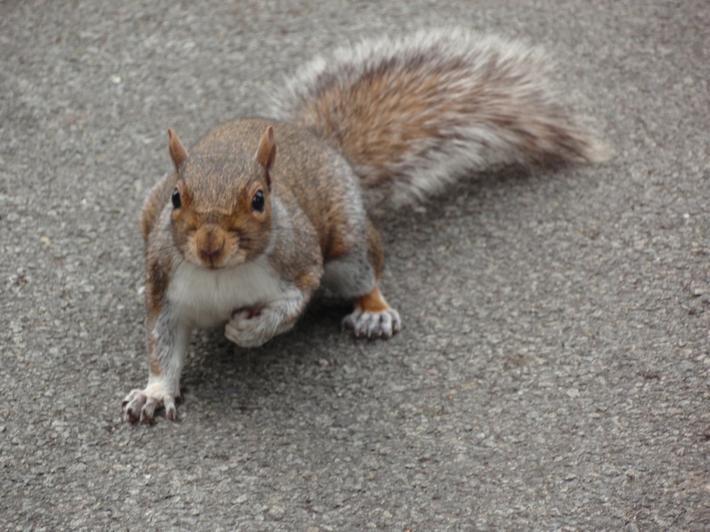 Photograph of Grey Squirrel in Grosvenor Park Chester
