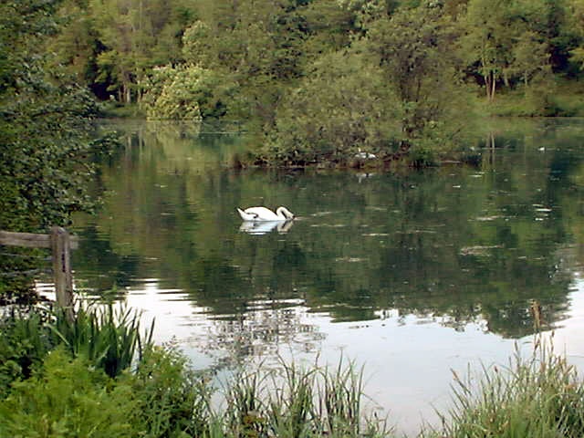 Fonthill swan
