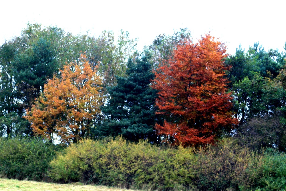 Autumn colours in the wetlands centre.