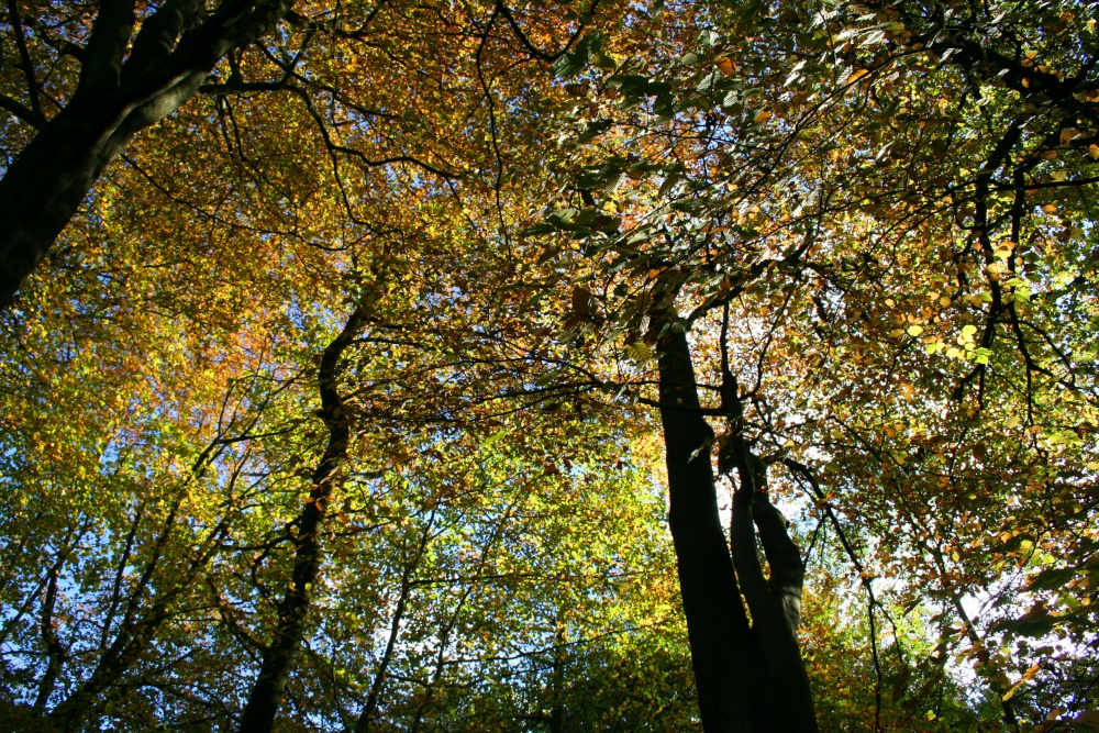 Canopy of trees