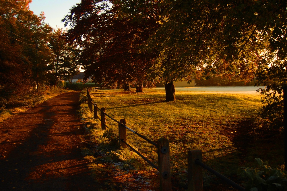 Photograph of Autumn trees