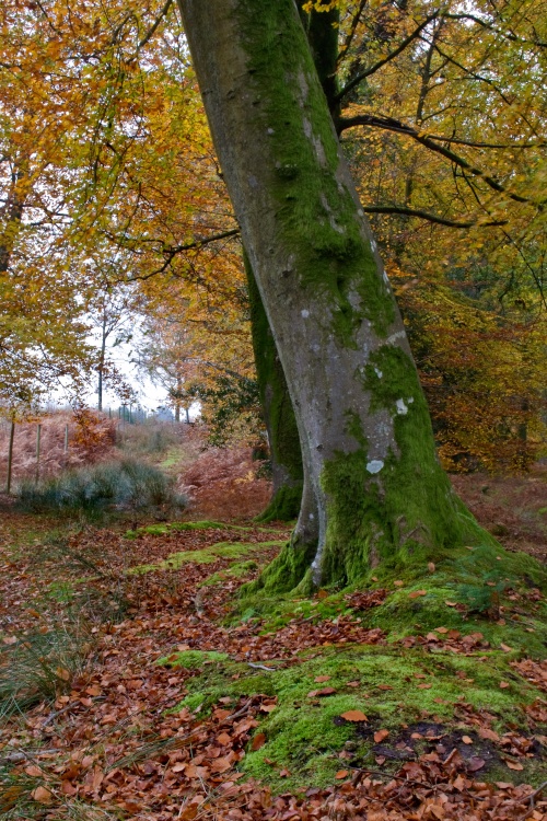 Autumn in The New Forest