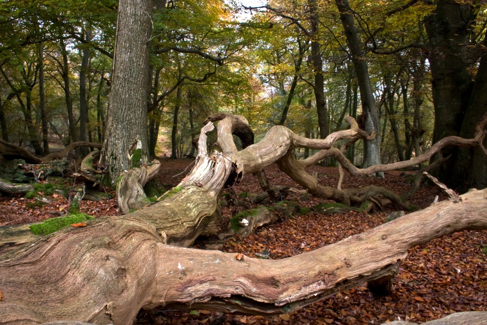 Autumn in The New Forest