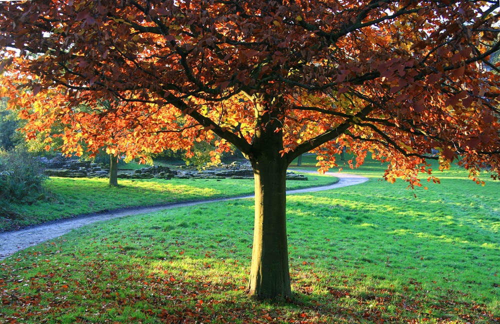 Photograph of Autumn Glow