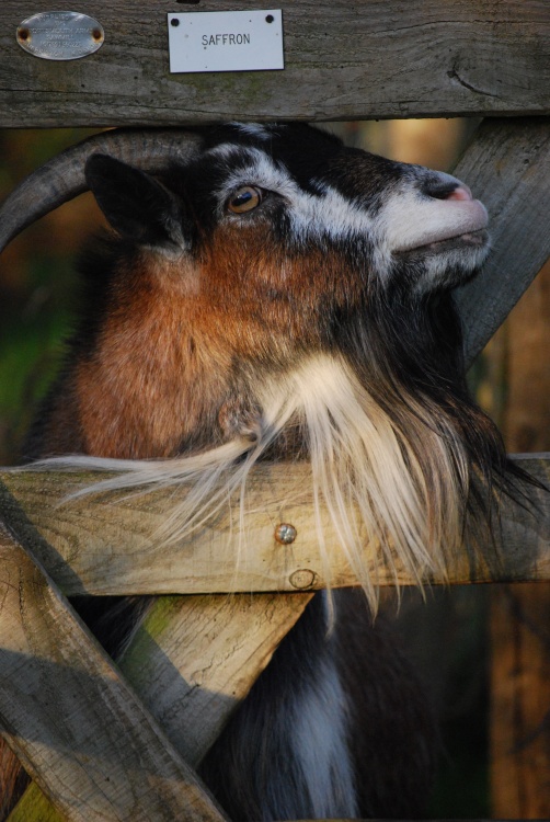 Saffron the Goat!