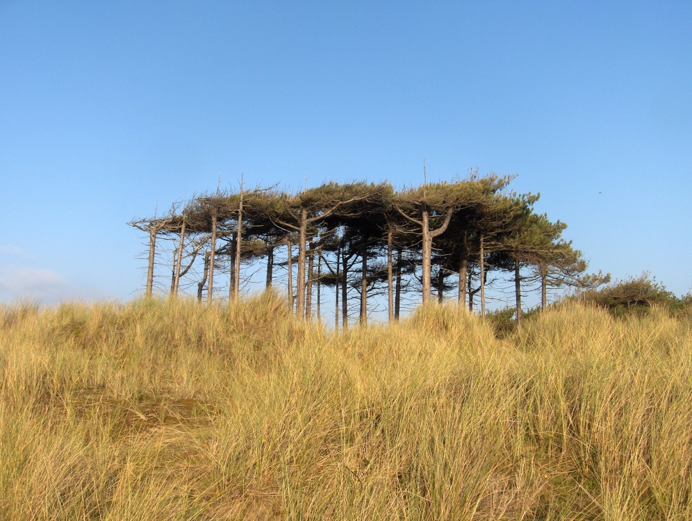 Photograph of Unusual flat-topped canopy of trees near the dunes....