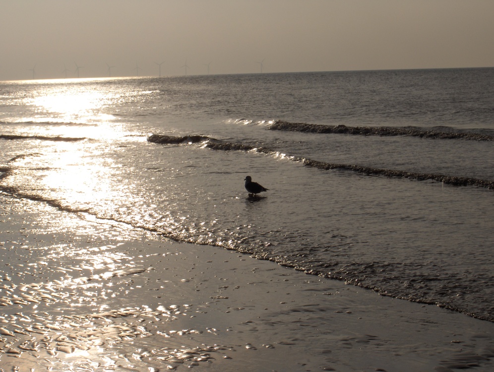 Lonesome gull.........