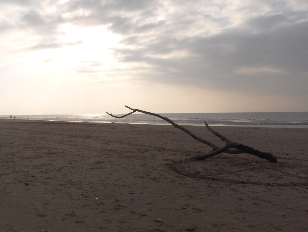 Photograph of Driftwood - (not Otis B.)