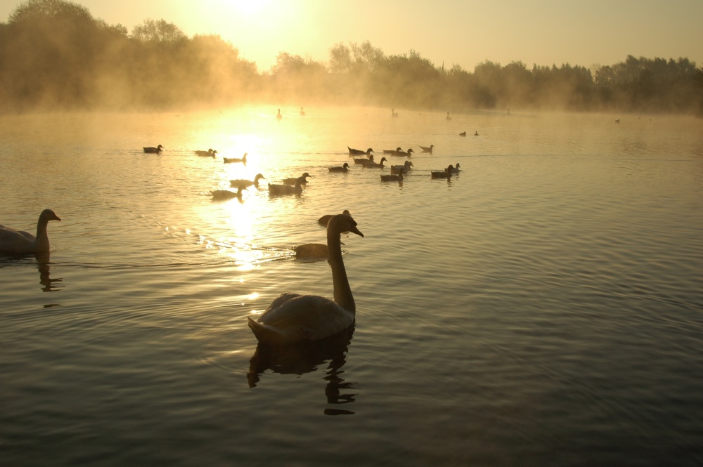 Photograph of Swans at Dawn