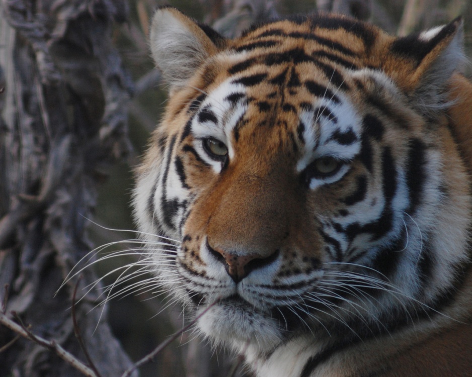 Photograph of Tiger Close up