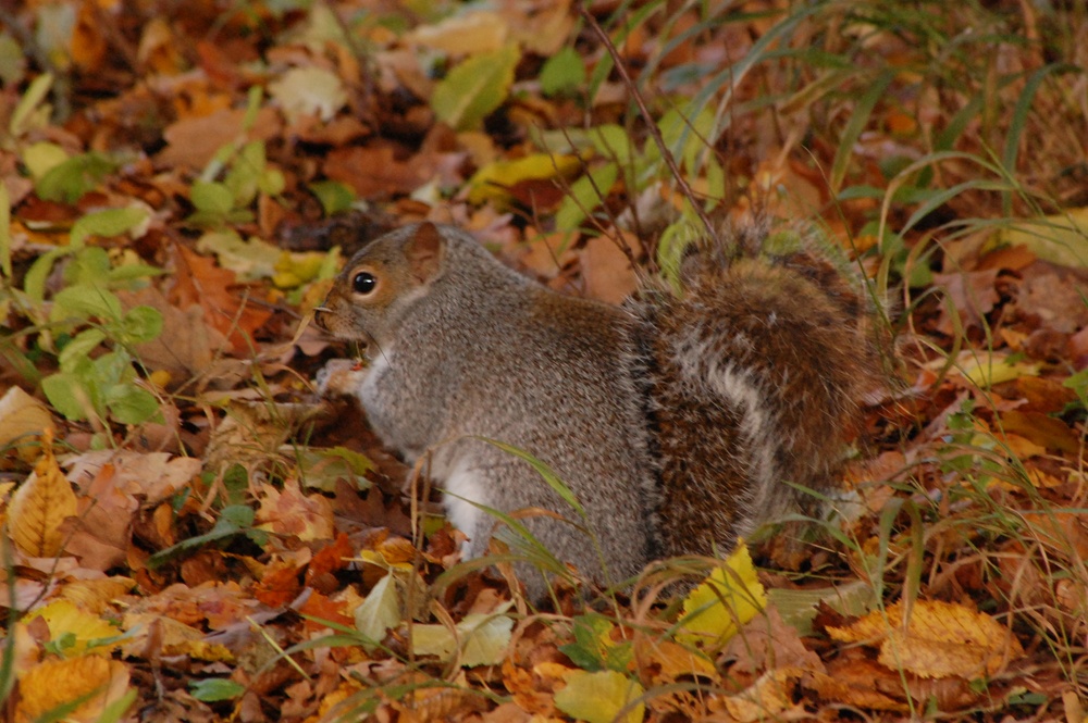 Photograph of Squirrel rumaging for nuts under the autumn leaves