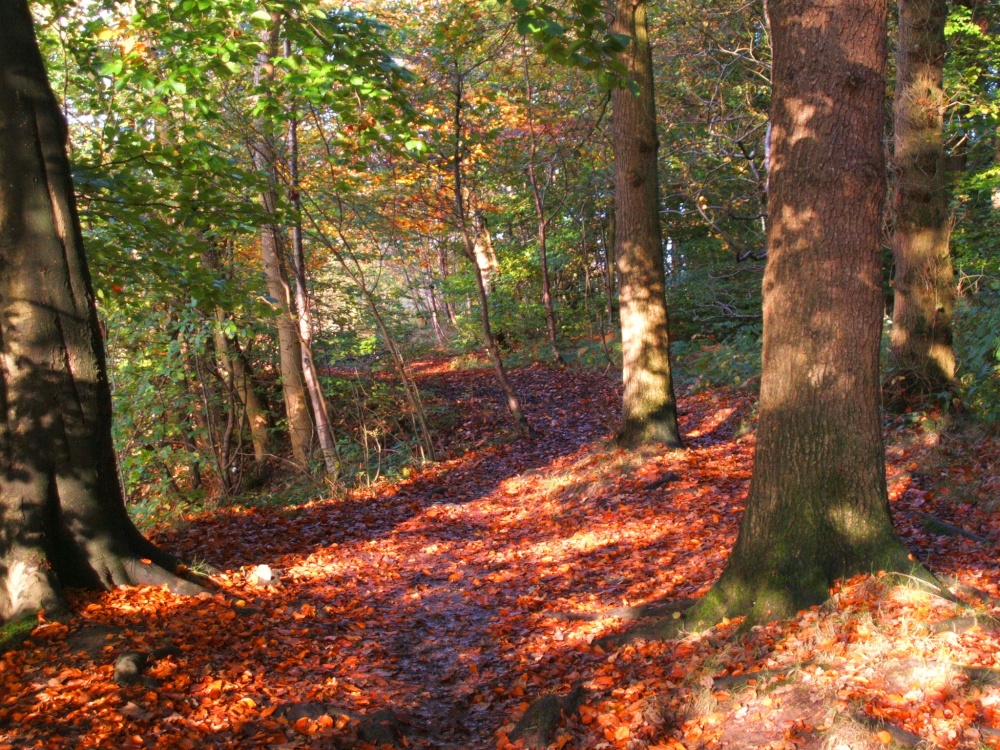 Marles Wood
