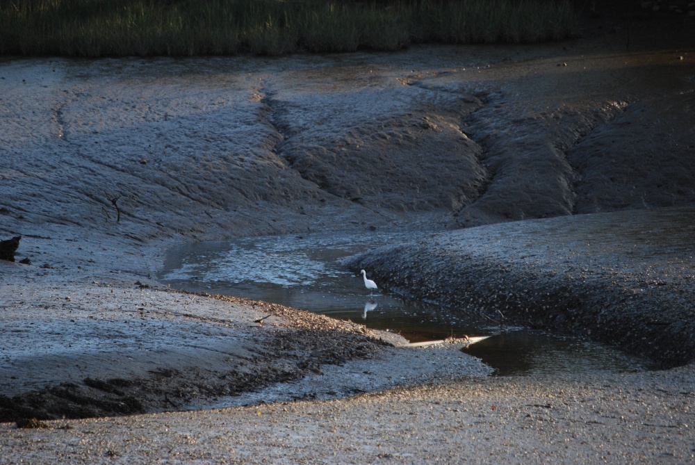 Photograph of Egret in the mud