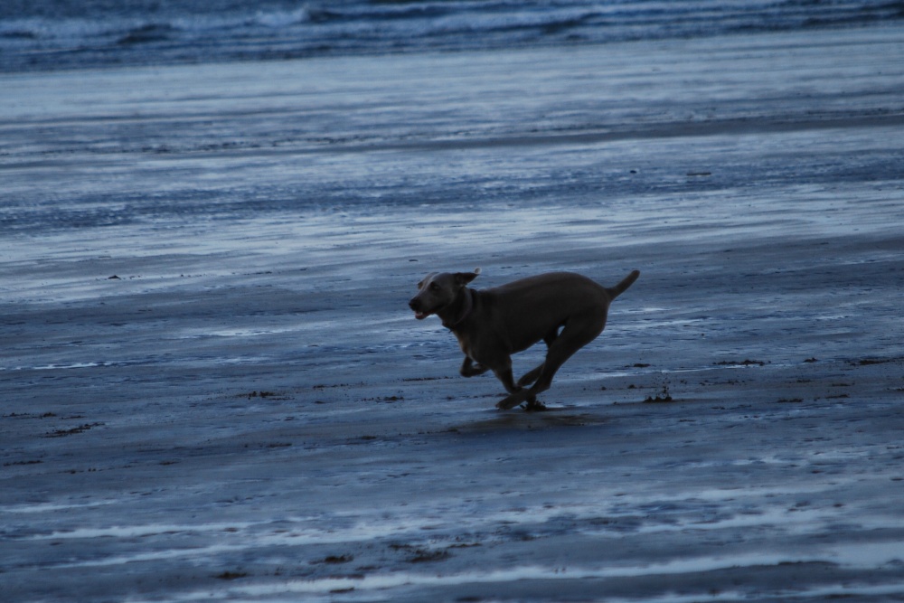 Racing across the beach