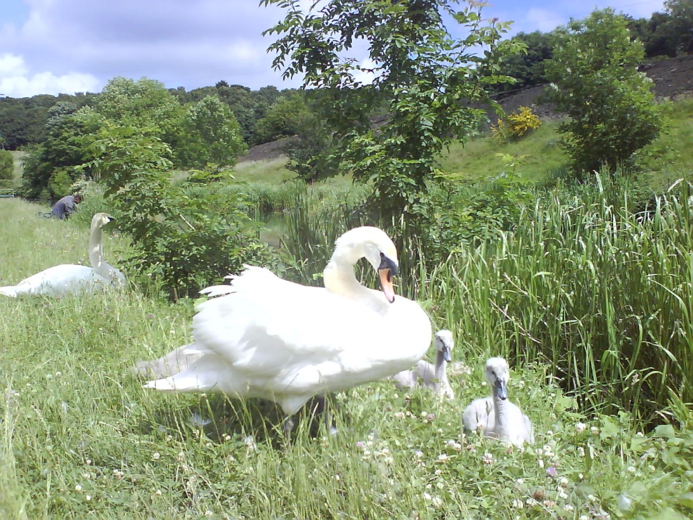 Photograph of Swans