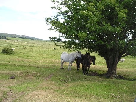 Dartmoor Ponies