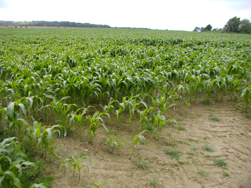 Photograph of Corn field, Blackboys