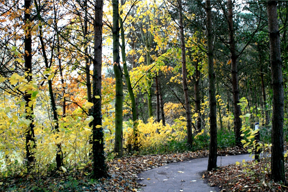 The path to the Visitor Centre.