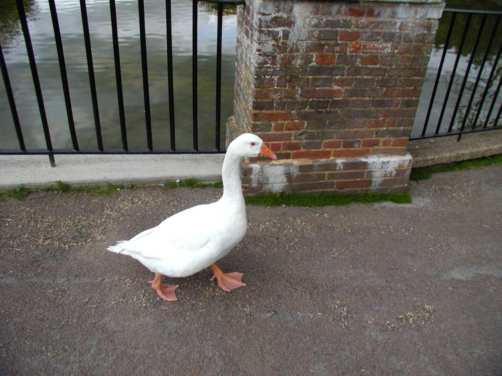 Photograph of Duck is walking