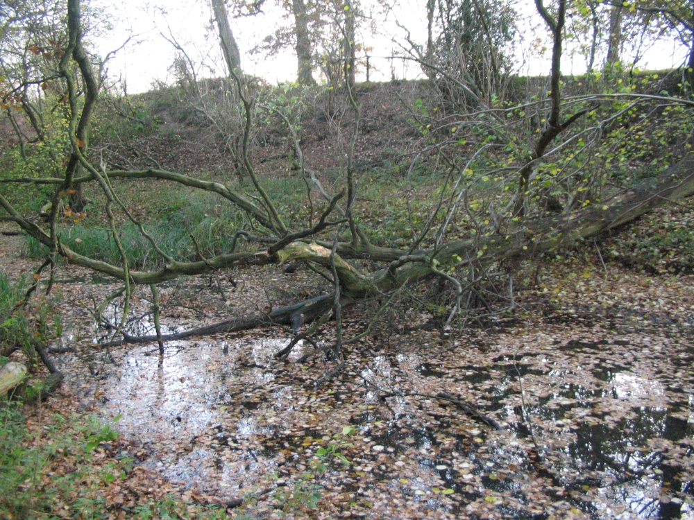 The Basingstoke Canal