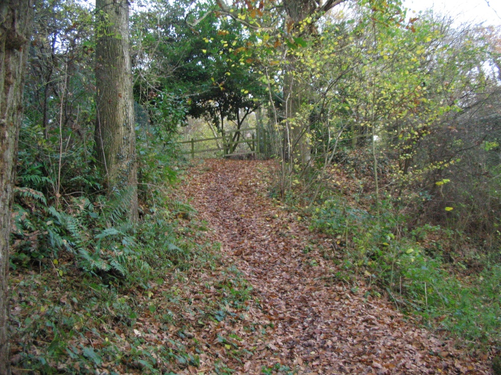 Around Basingstoke Canal - Up Nately