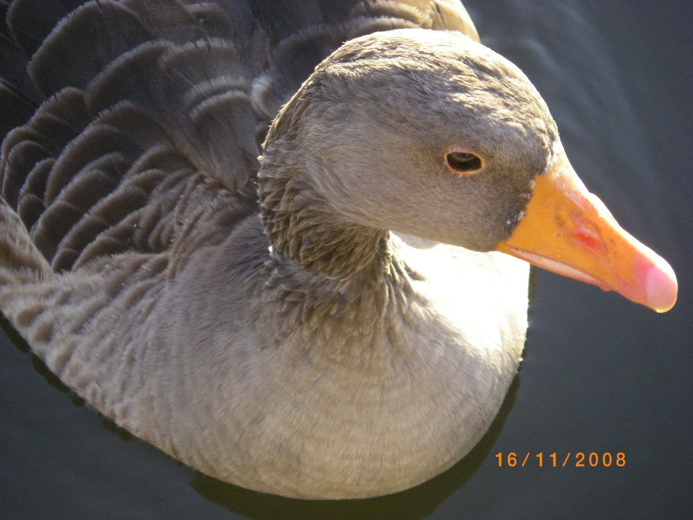 Goose