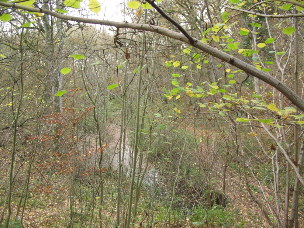 Basingstoke Canal - taken from higher path opposite side to towpath