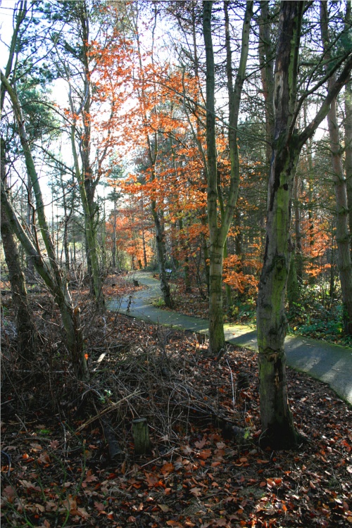 Woodland Walk afternoon.