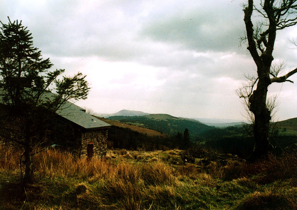 A walk through Mynydd Du Forest near Abergavenny