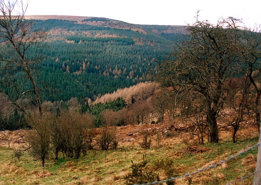 A walk through Mynydd Du Forest near Abergavenny