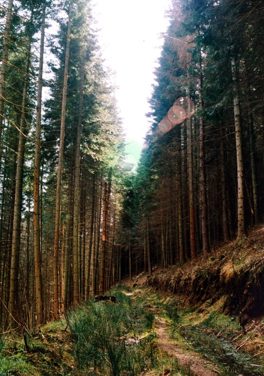 A walk through Mynydd Du Forest near Abergavenny