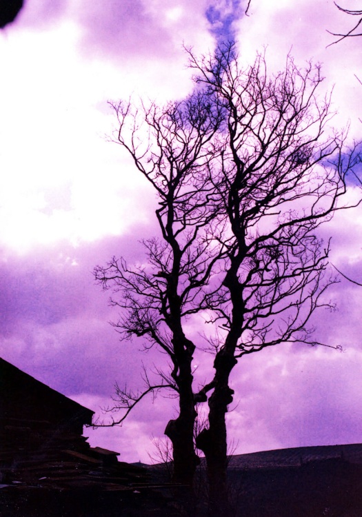 A walk through Mynydd Du Forest near Abergavenny