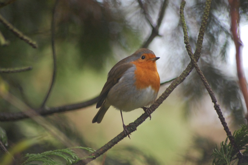 Photograph of Christmas Robin