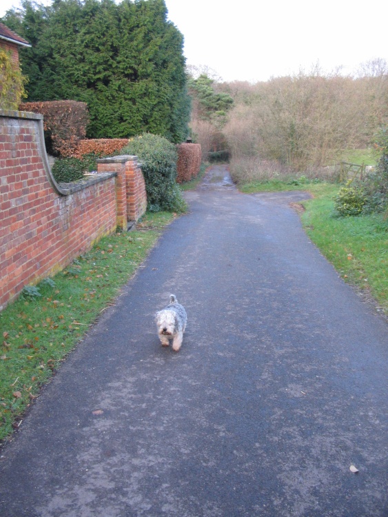 Boj the Dog (front view)