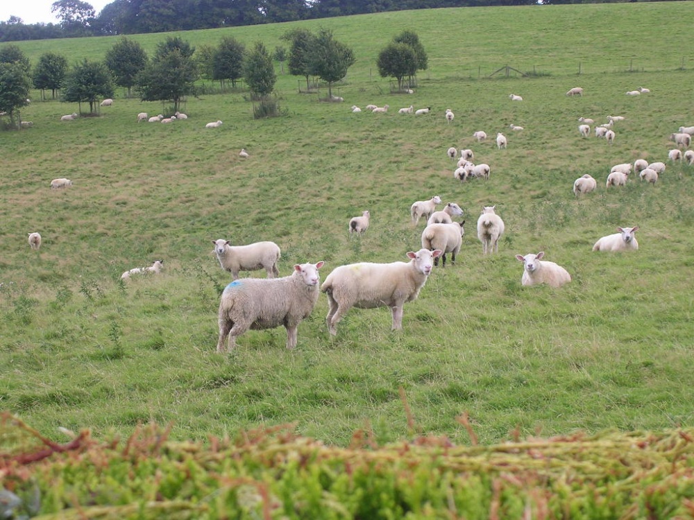 Ugbrooke Sheep
