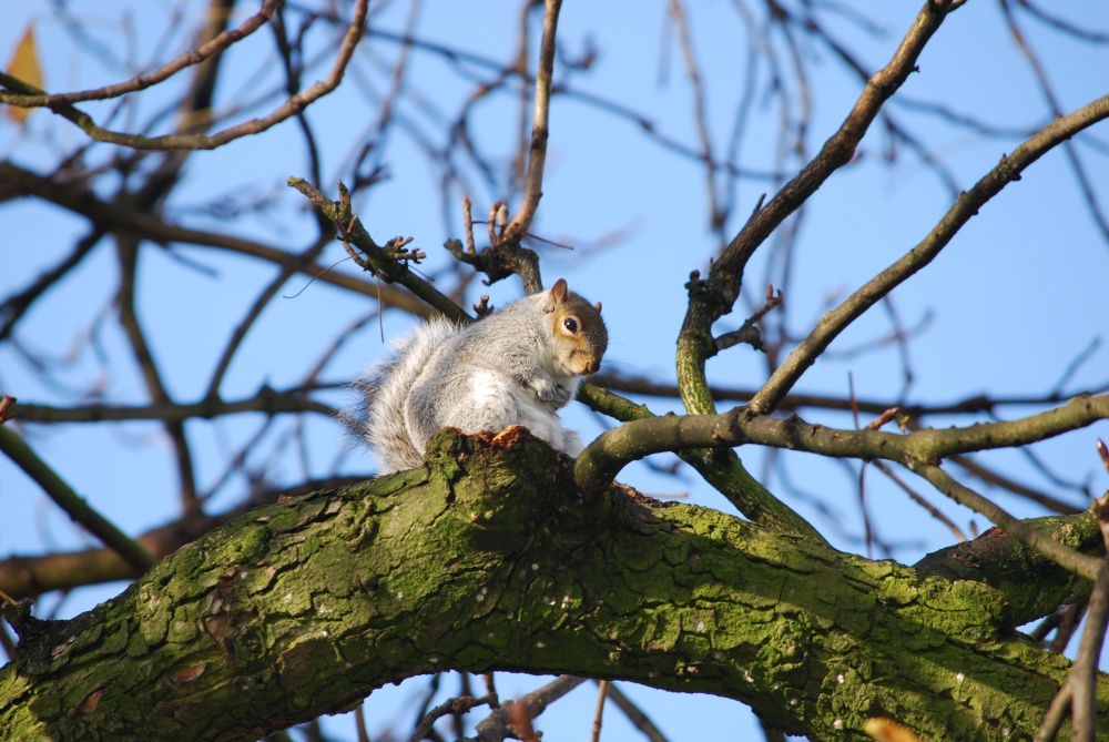 Squirrel resting on tree branch