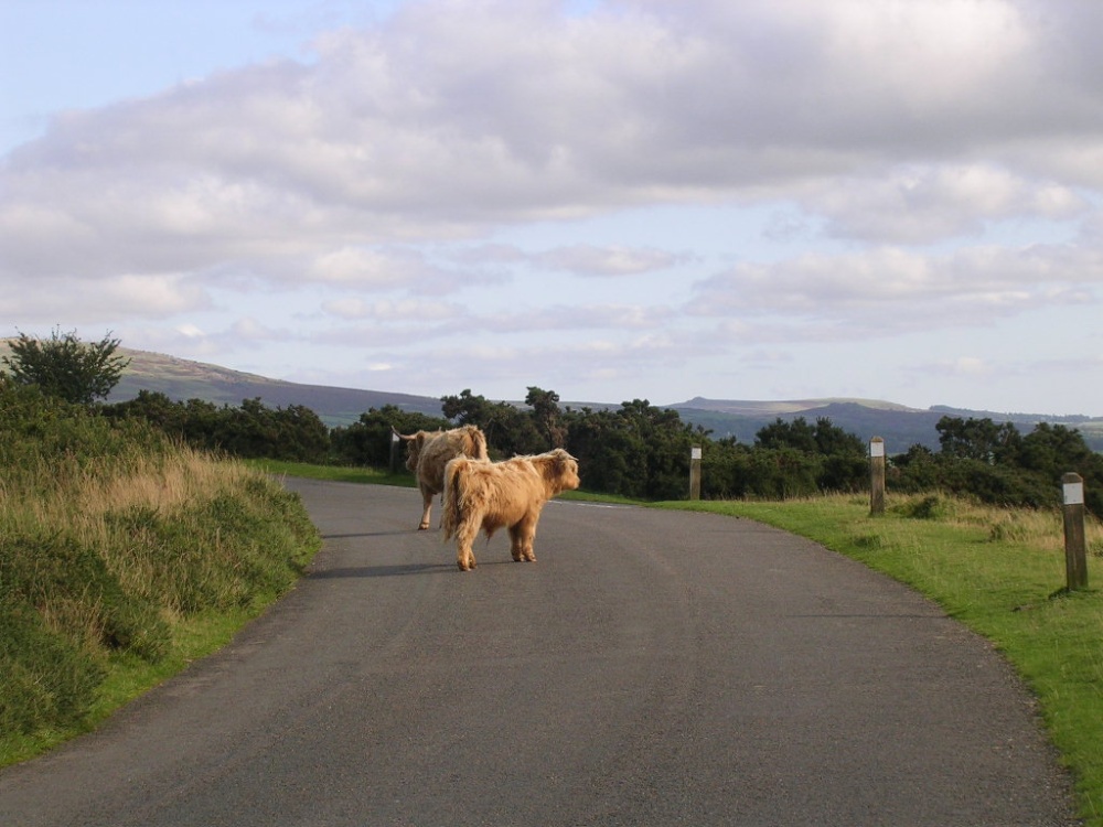 Photograph of Hairy Beasts on Dartmoor