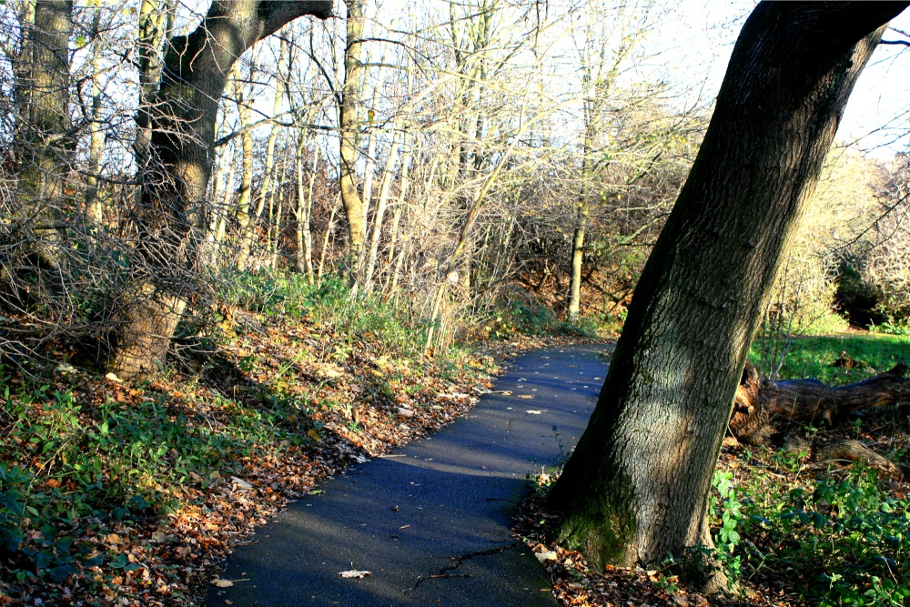 The Hawthorn Wood Path.