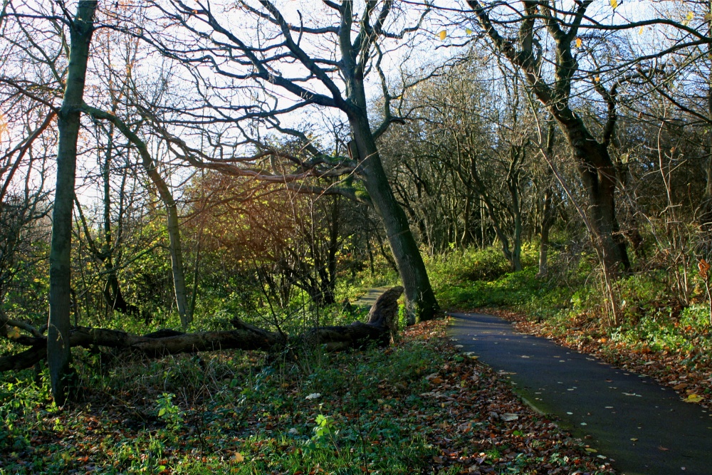 The Hawthorn Wood Path.