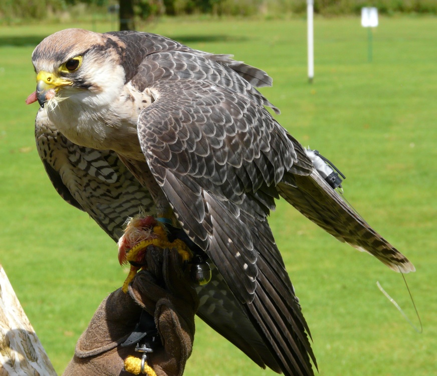 Audley End House  (Hawk) photo by Stephen