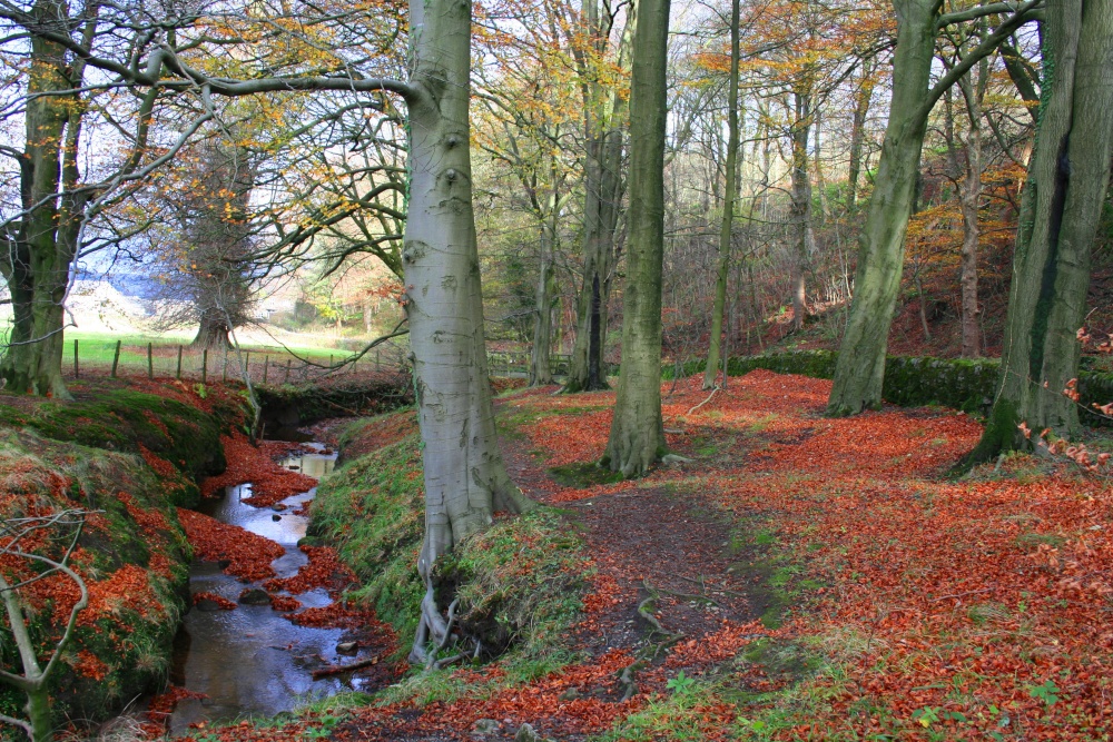 Photo of Whitewell Woods