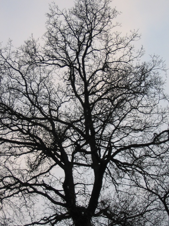 Around Up Nately- looking upwards