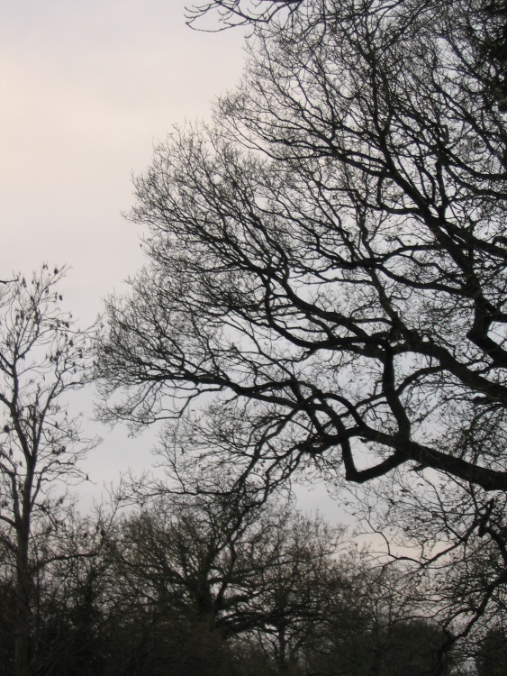 Around Up Nately - looking upwards