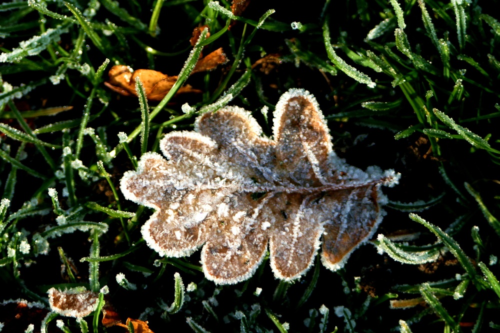Photograph of Frosty leaf at Nidd.