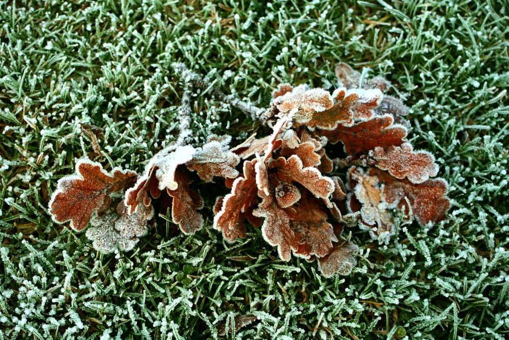 Frost on fallen leaf cluster at Nidd.