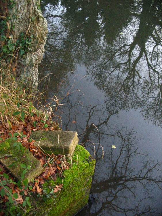 Basingstoke Canal, Up Nately - reflections