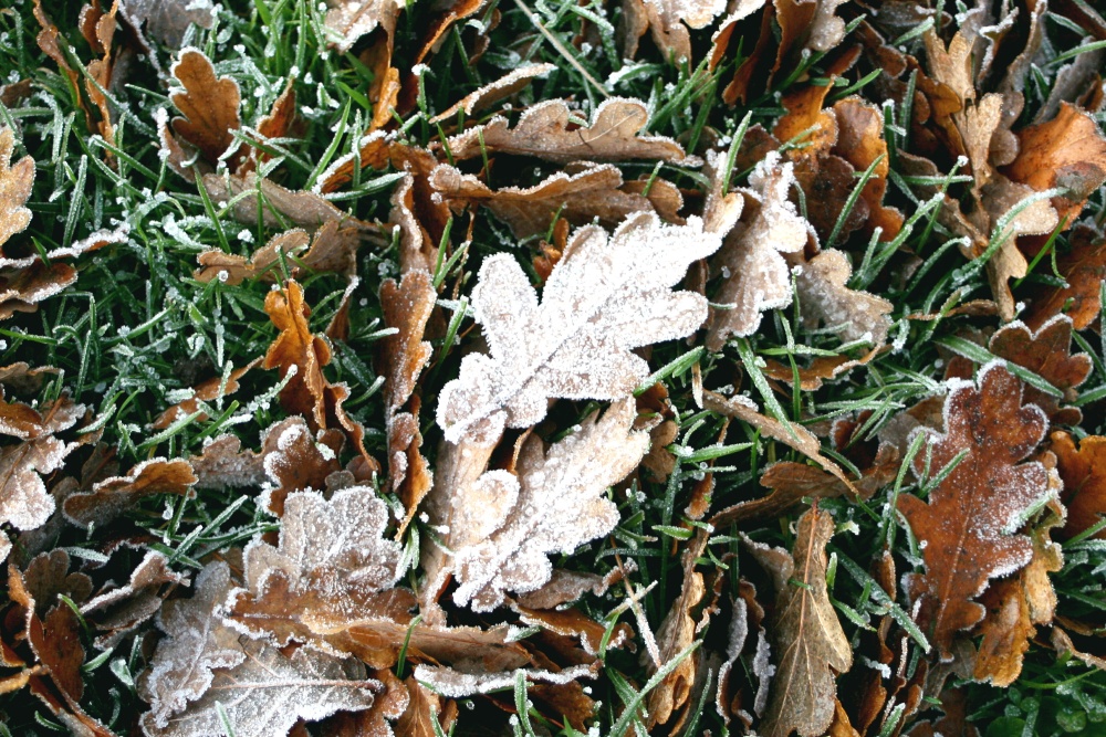 Frost on fallen leaves at Nidd.