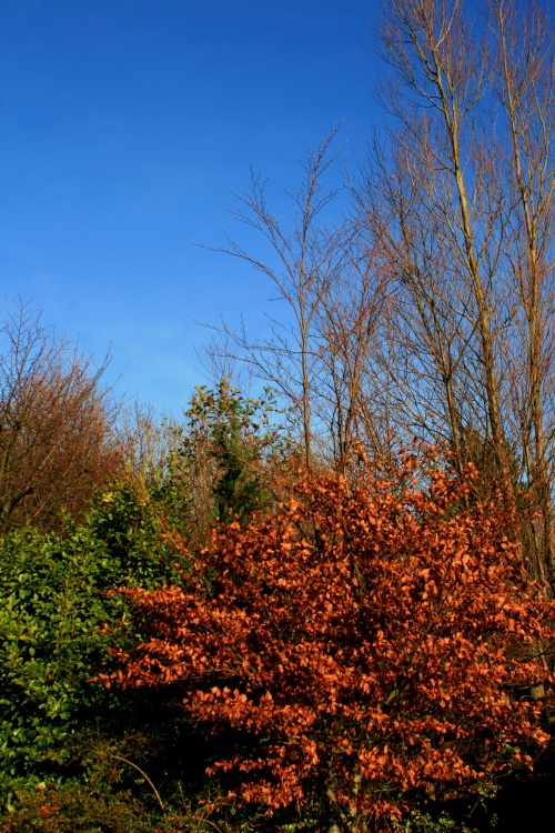 Autumn colours in the Wetlands Centre.