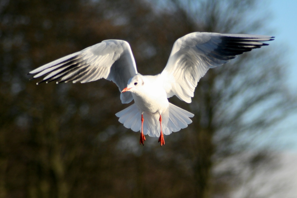 Black Headed Gull winter plumage.